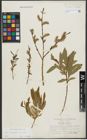 Foto von Salix purpurea L. x Salix viminalis L.